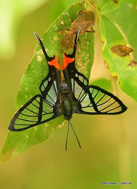 Photo:  Octauius Swordtail (Chorinea octauius) 2